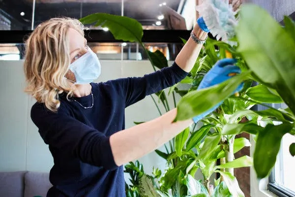 How to Keep Your Office Plants Alive: A Beginner’s Care Guide for Businesses