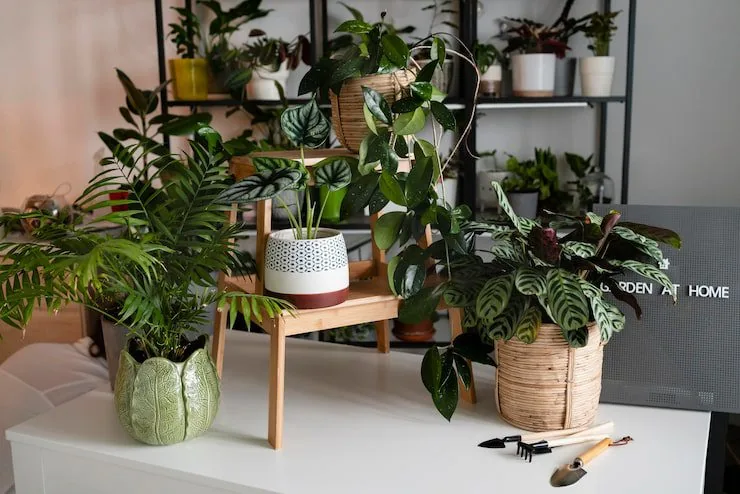Living Walls vs. Faux Plants: Which is Right for Your Business?