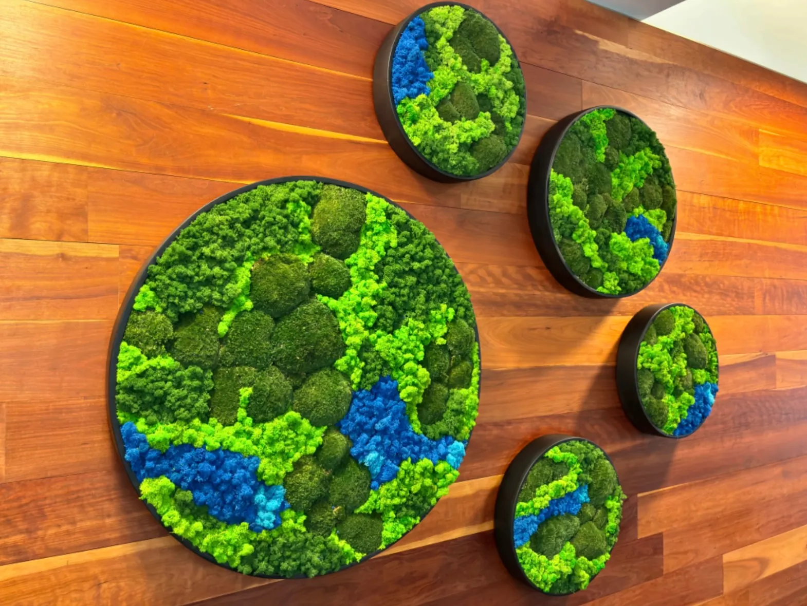 Round moss pieces on a wood wall
