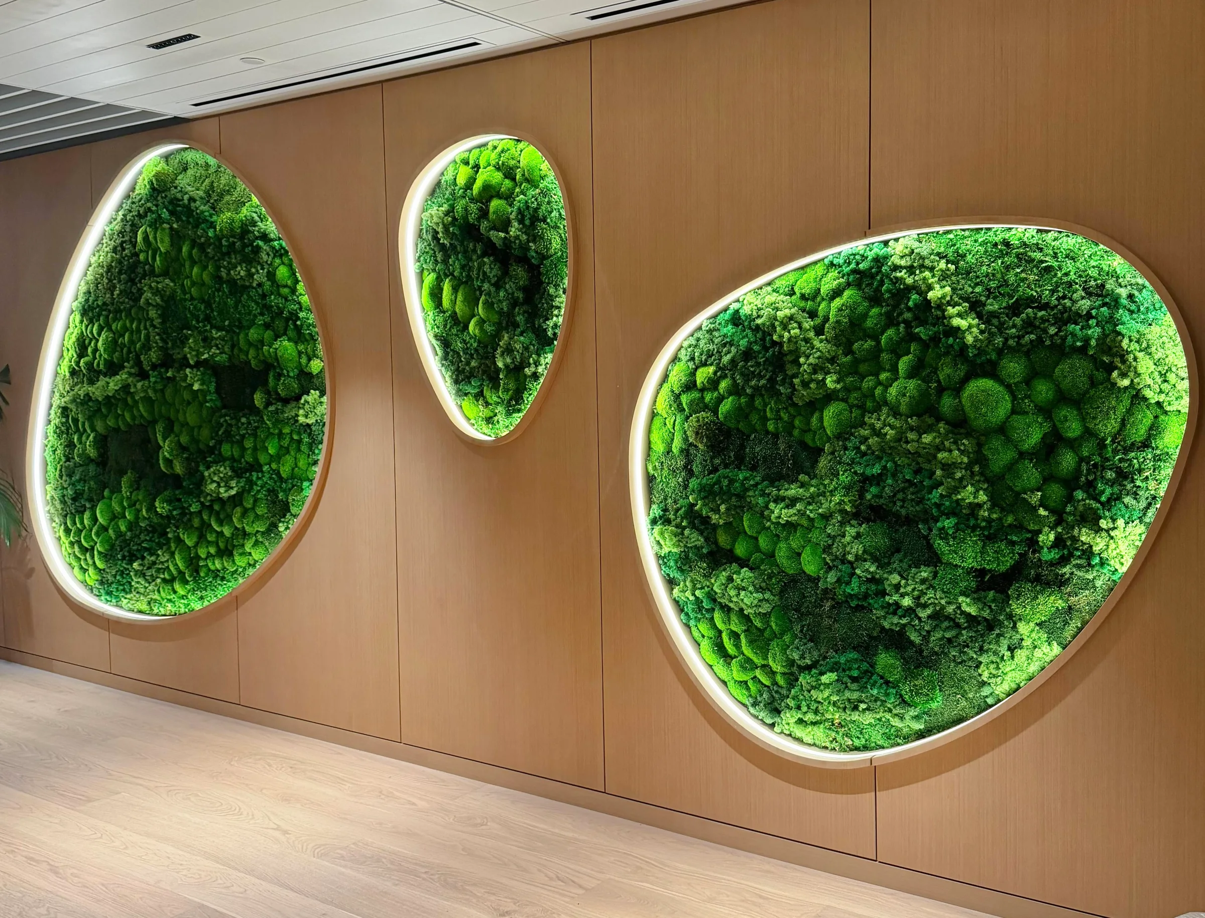 Backlit oval moss pieces set into a wood wall