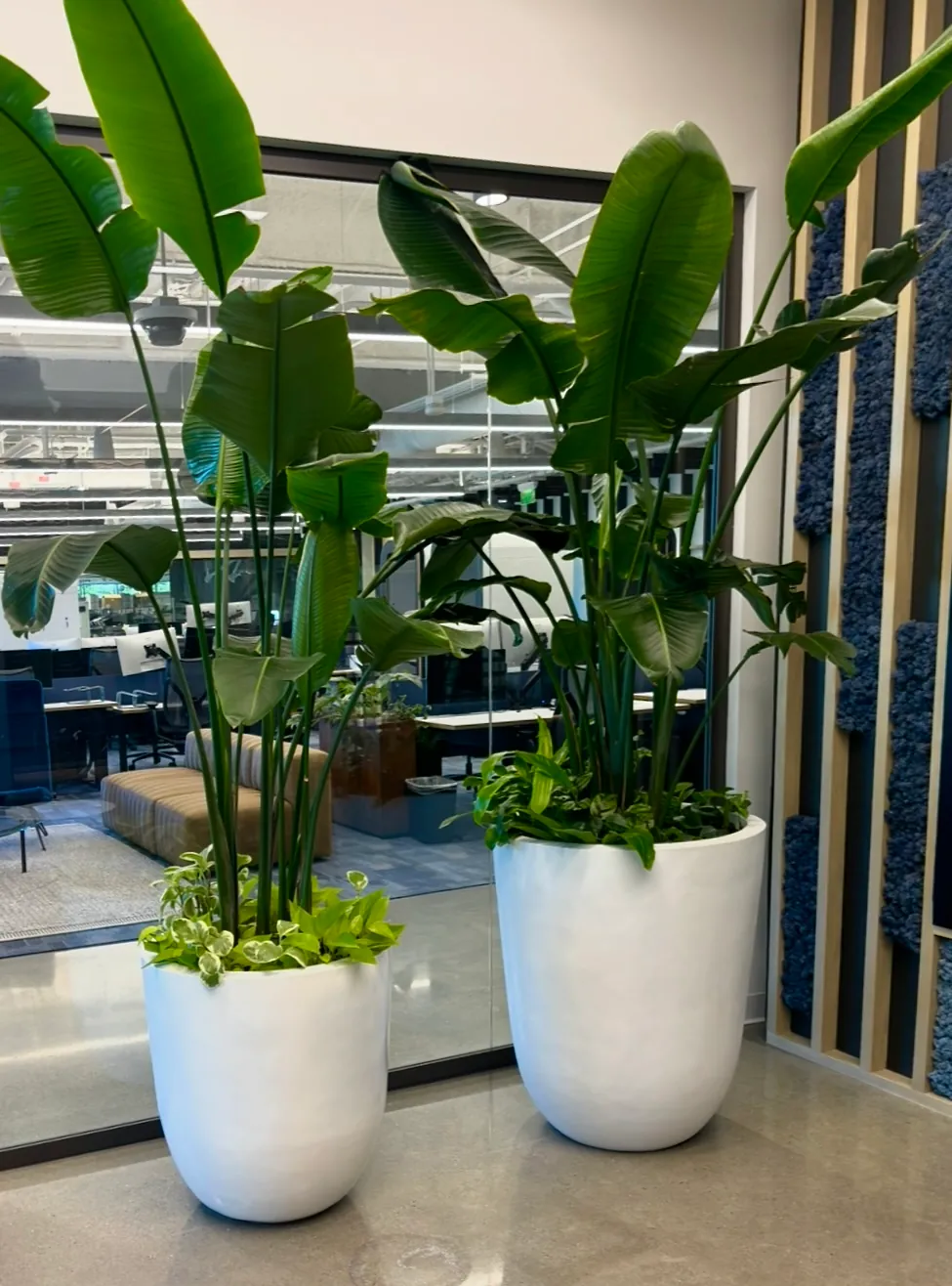 Tropical plants in planters