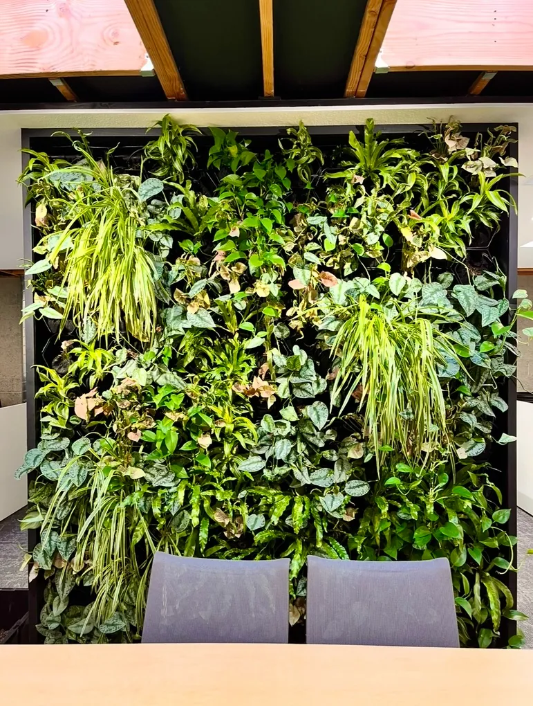 A living wall with trailing plants