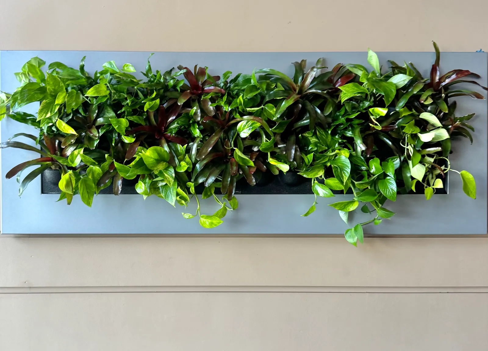 A wide living wall panel