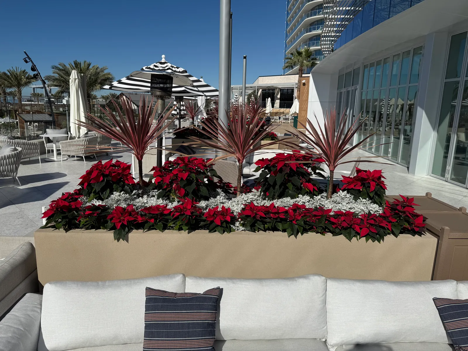 Poinsettias beside a pool lounge