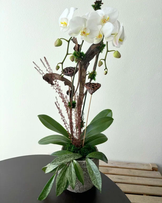 A Biozenic client gift: a white double stem orchid with foliage and natural accents in a stone pot