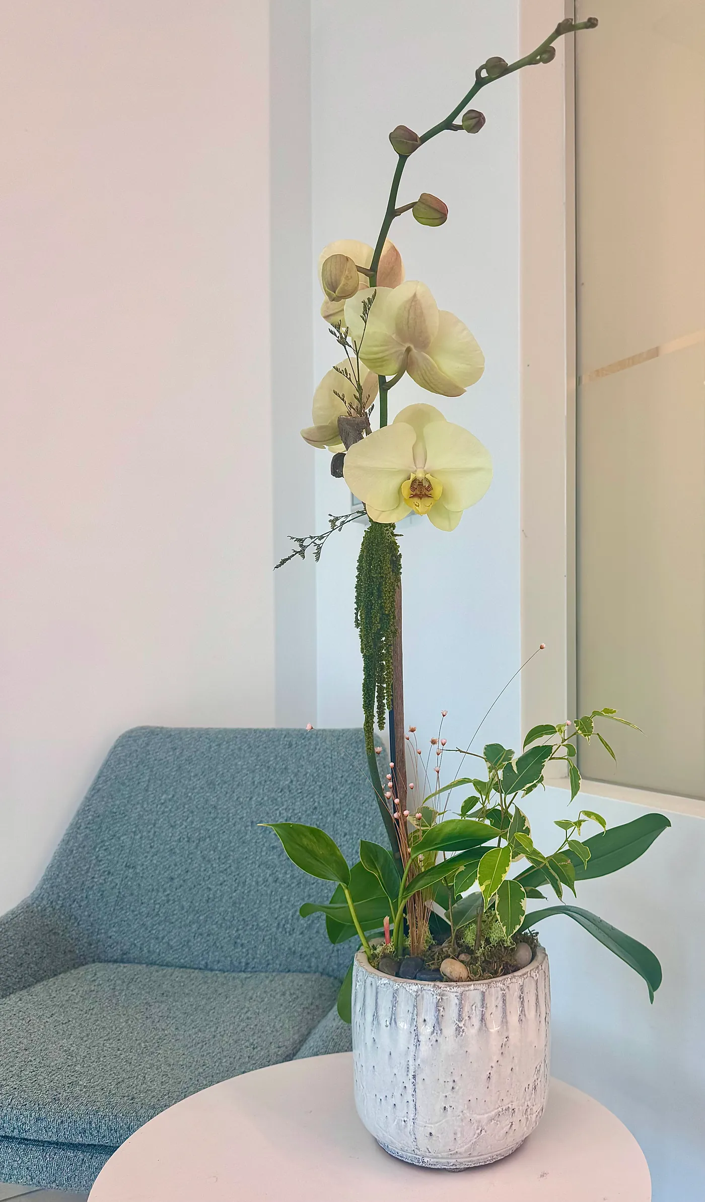 A tall white orchid