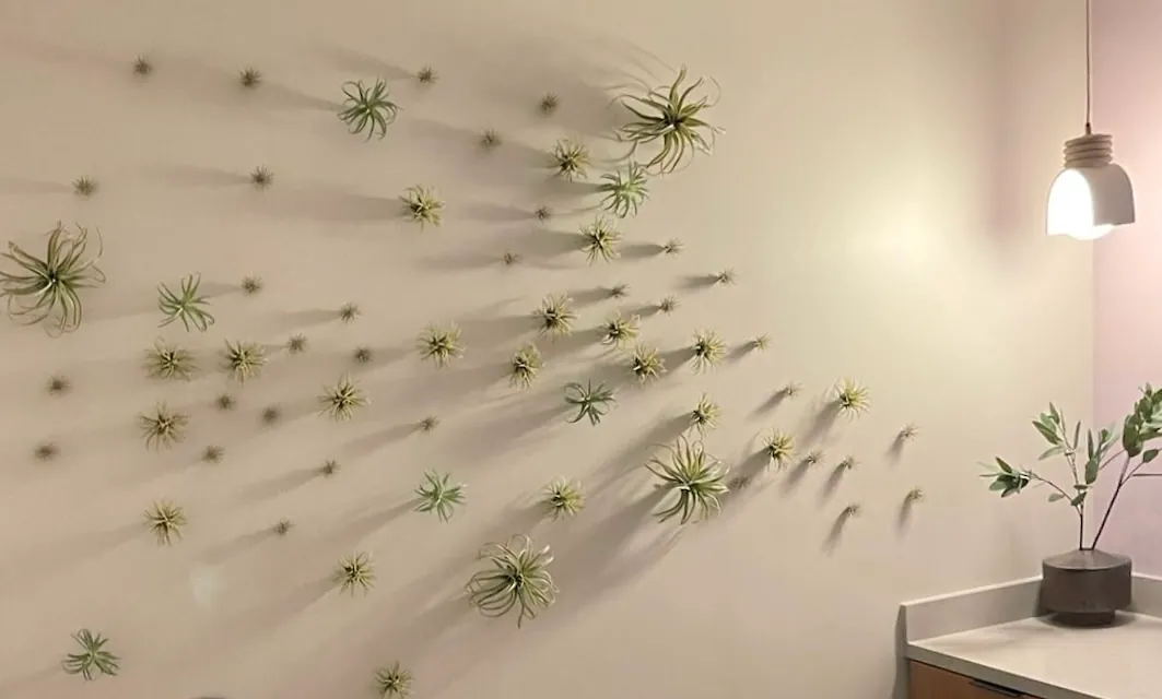 Air plants set across a wall