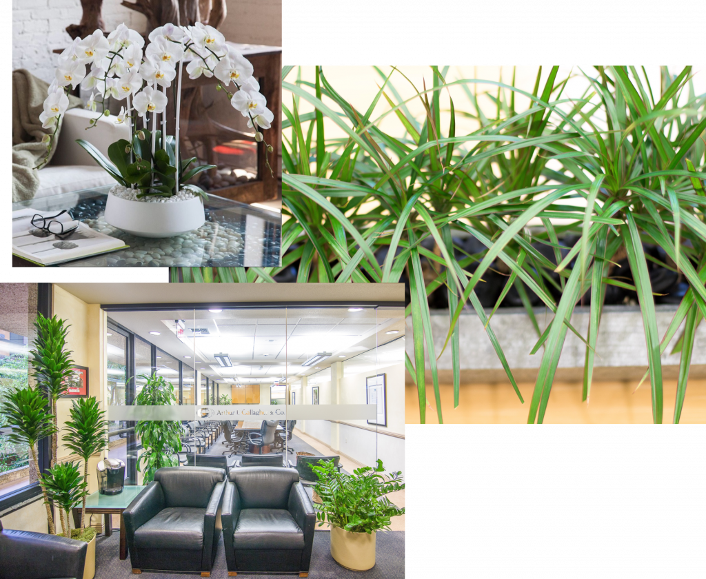 Commercial Plant Biophilic Design Leasing Program