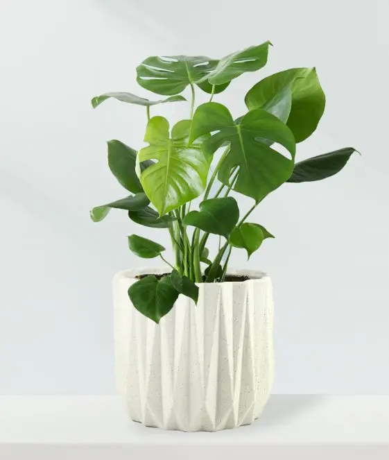 Monstera