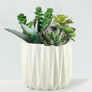 Succulents