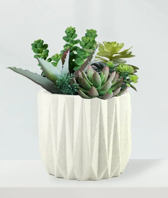 Succulents