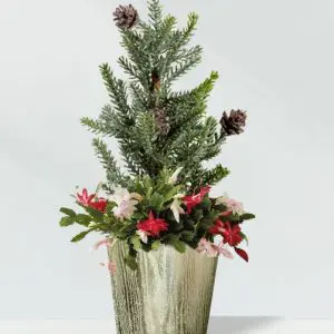 Mini Pine & Christmas Cactus