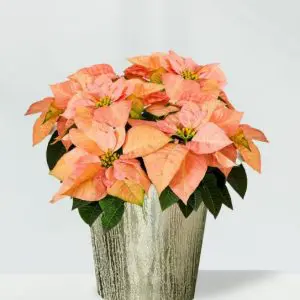 Orange Poinsettia