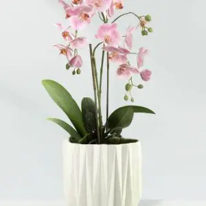 Orchid