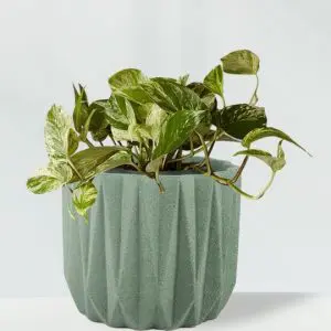 Pothos