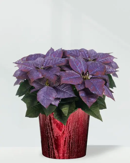 Purple Poinsettia