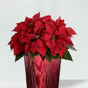 Red Poinsettia