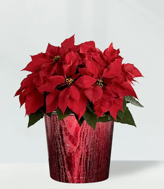 Red Poinsettia