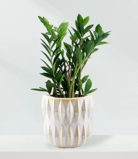 Zamioculcas Zamiifolia Plant